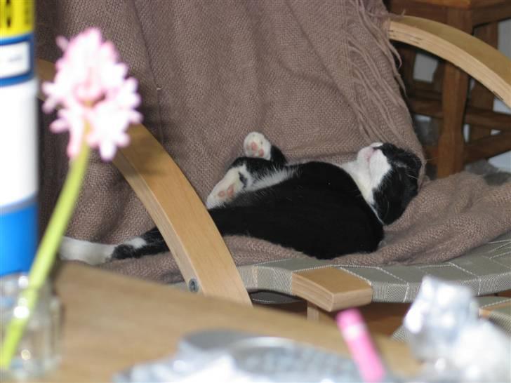 Blanding af racer Mikkel  - Foto: Mig billede 3