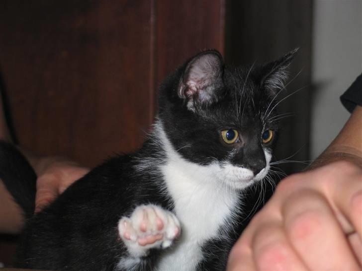 Blanding af racer Mikkel  - Foto: Mig billede 4