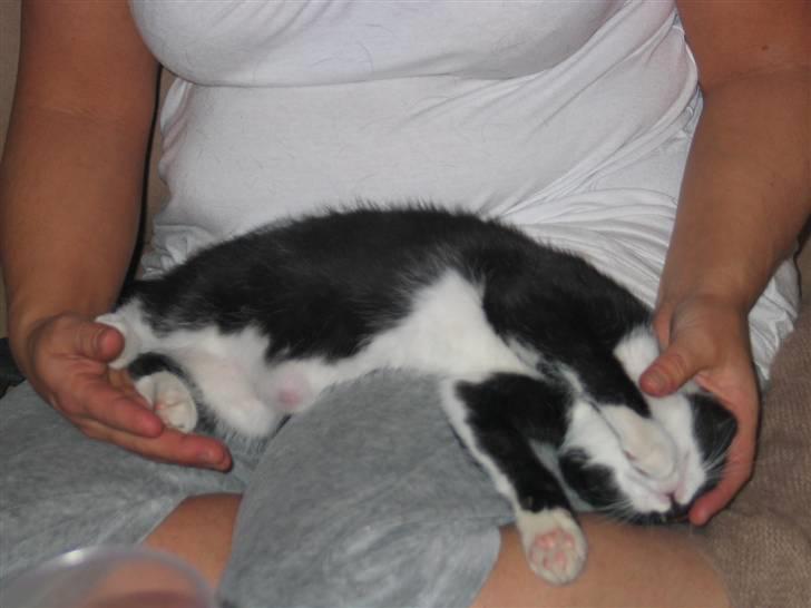 Blanding af racer Mikkel  - Foto: Mig billede 5