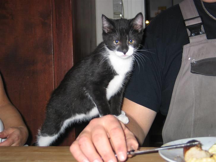 Blanding af racer Mikkel  - Foto: Mig billede 6