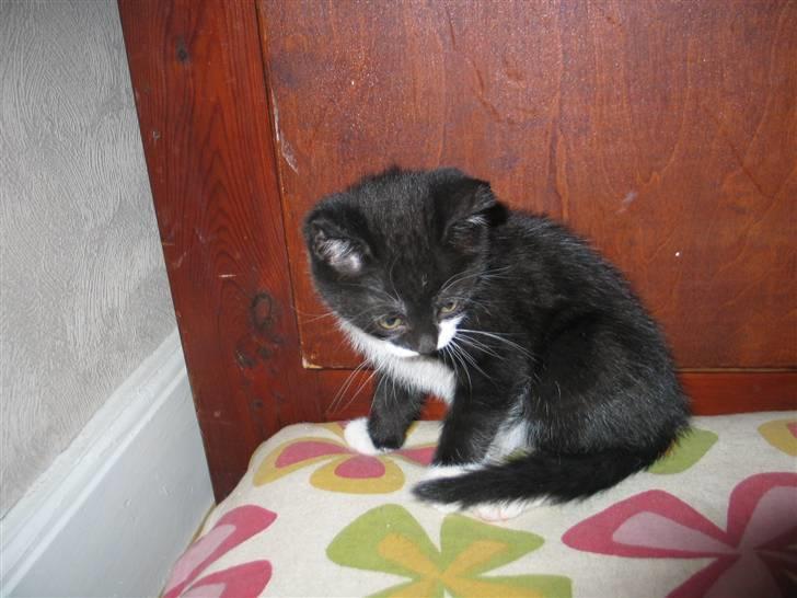 Blanding af racer Mikkel  - Foto: Mig billede 7