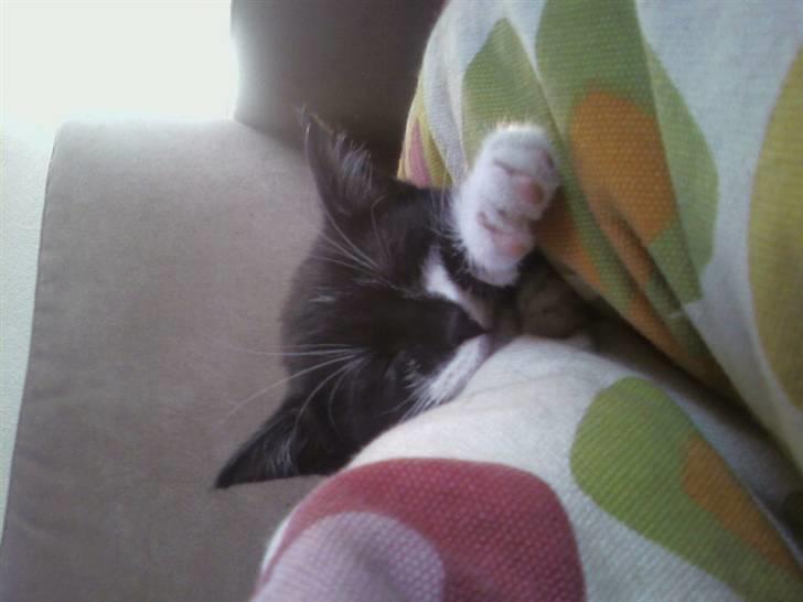 Blanding af racer Mikkel  - Mobilbillede: Mig billede 8