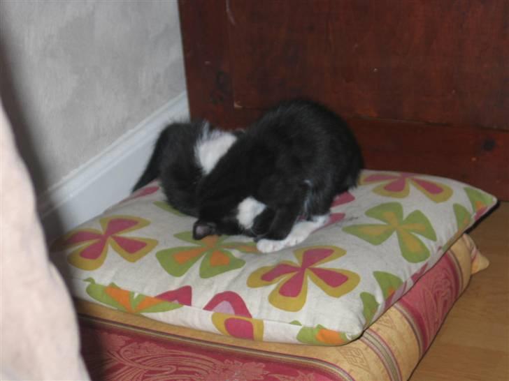 Blanding af racer Mikkel  - Foto: Mig billede 9