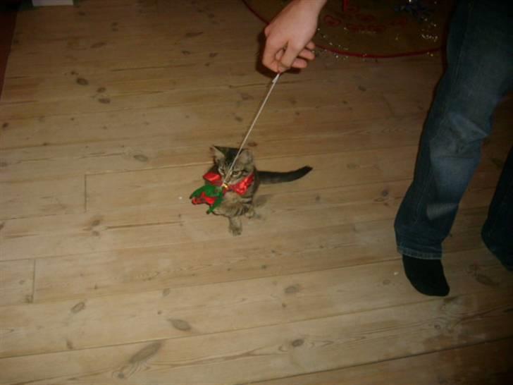 Blanding af racer My - leger med æsels julegave.=) billede 8