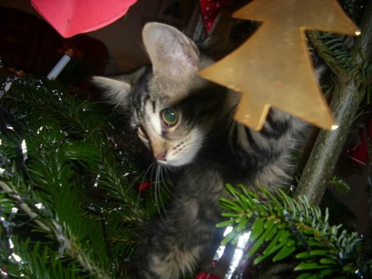 Blanding af racer My - oppe i jule træet=) billede 9