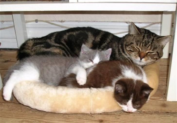 British Shorthair Archibald - Onkel Acce er barnepige billede 13