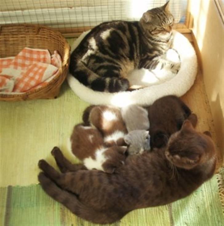 British Shorthair Archibald - Acce er på besøg i kravlegården billede 14