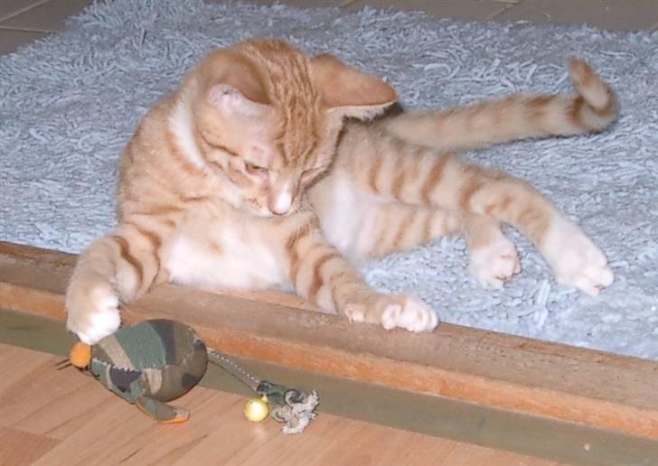 Blanding af racer Mikkel - Søde, søde Mikkel .. og hans Army/Rambo mus ;b billede 1