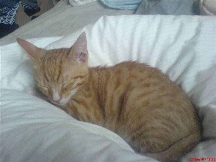 Blanding af racer Mikkel - Mikkel elsker at ligge i ens seng når man er på værelset ;b billede 3