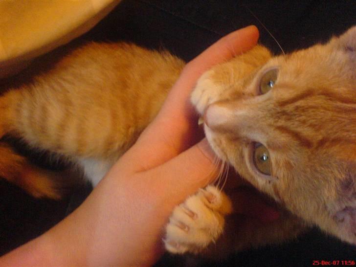 Blanding af racer Mikkel - At tygge på tommelfingre er det bedste ;b billede 4