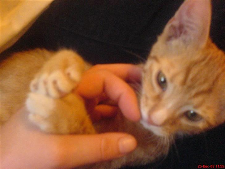 Blanding af racer Mikkel - Mums, mere finger (; billede 5