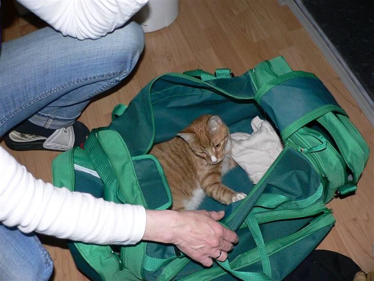 Blanding af racer Mikkel - Det er ikke nemt at pakke når katten sidder/ligger der (; billede 6