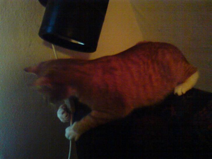 Huskat Gizmo - Ligger på sin "kradsestol" billede 10