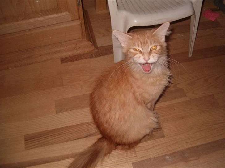 Maine Coon Isabella billede 1