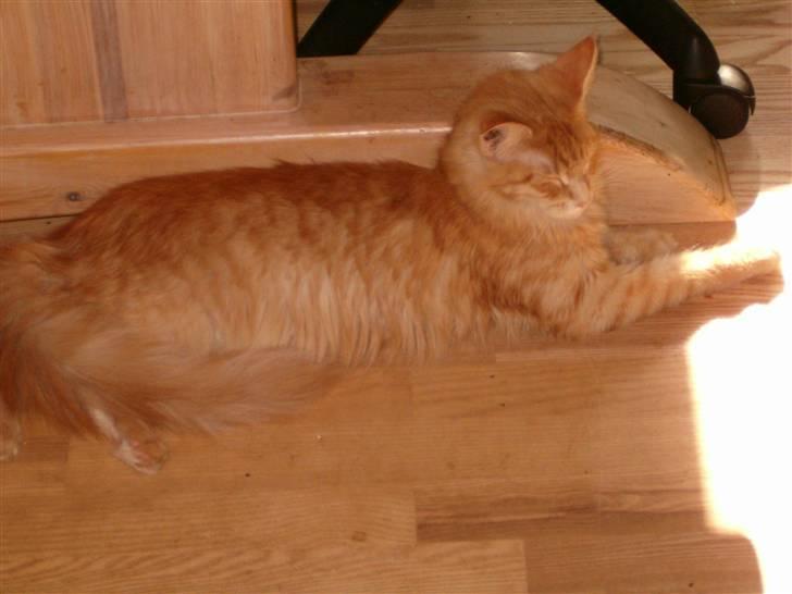 Maine Coon Isabella billede 2