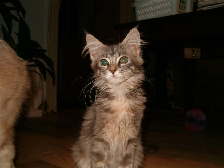 Maine Coon Little Miss Demi billede 1