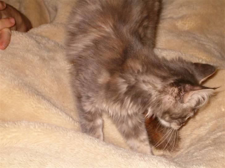 Maine Coon Little Miss Demi billede 2