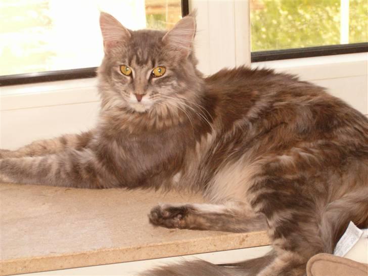 Maine Coon Little Miss Demi billede 3