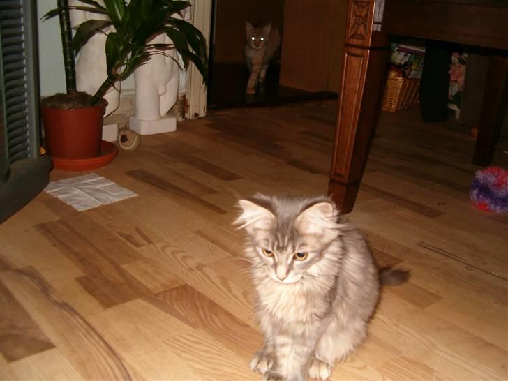 Maine Coon Little Miss Demi billede 4