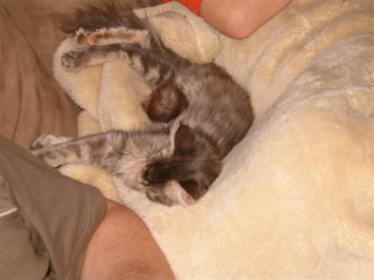 Maine Coon Little Miss Demi billede 5