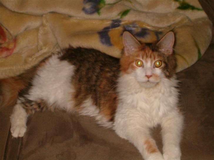 Maine Coon Afrodite - Lånte billeder af afrodite som lille af Thomas Dam billede 1