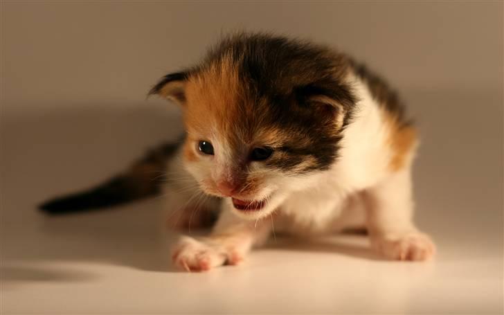 Maine Coon Afrodite billede 2