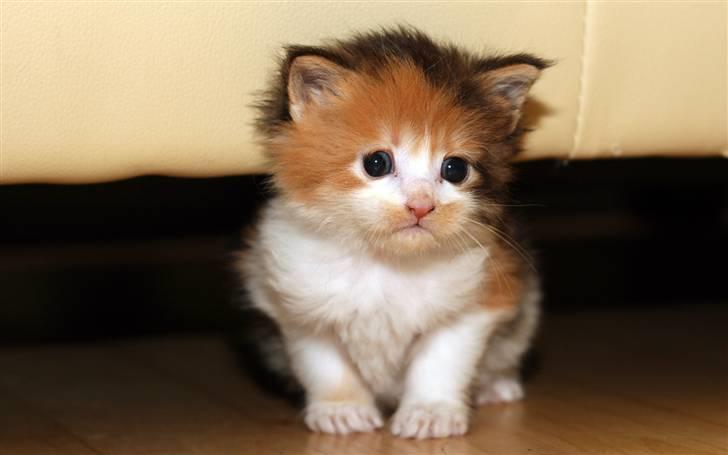 Maine Coon Afrodite billede 3