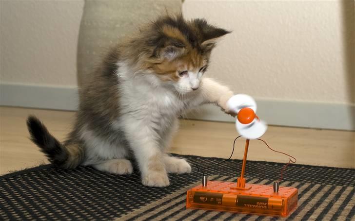 Maine Coon Afrodite billede 4