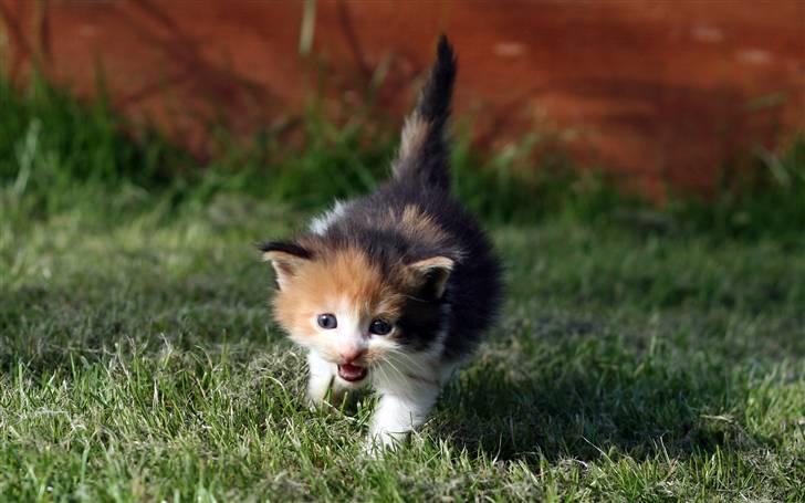 Maine Coon Afrodite billede 5