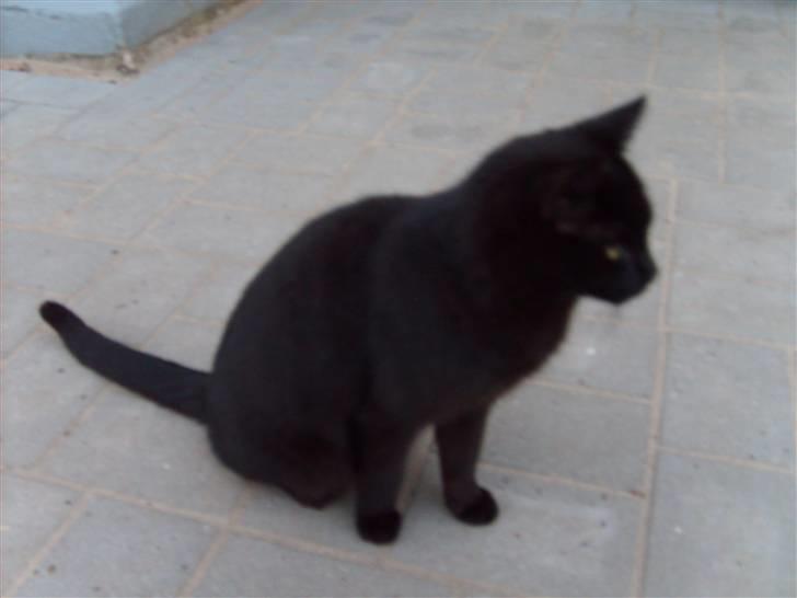 Huskat Rasmus - Jeg savner diig FORHELVE DDEN LORTE BIL VI TO ELSKEDE HINDANDEN;:( billede 1