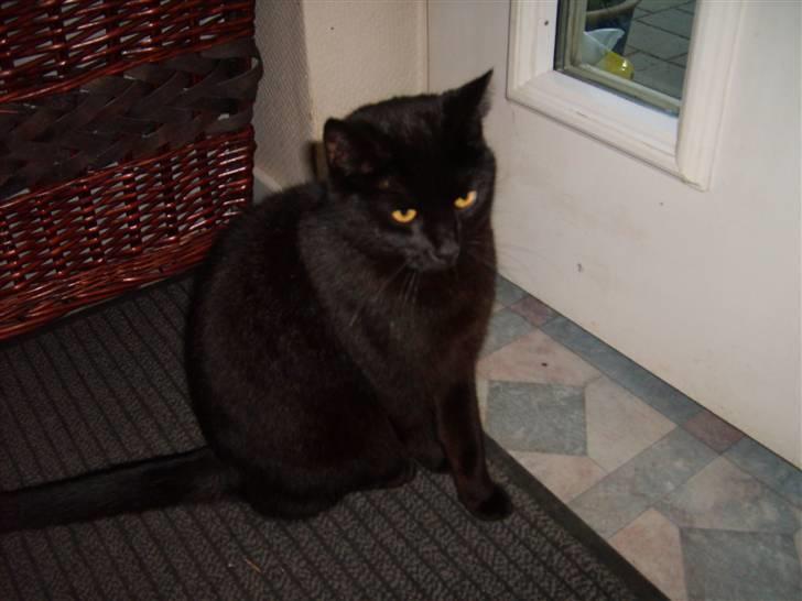 Huskat Rasmus billede 2