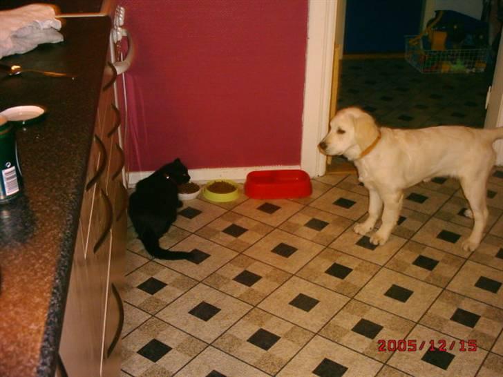 Huskat Rasmus billede 3