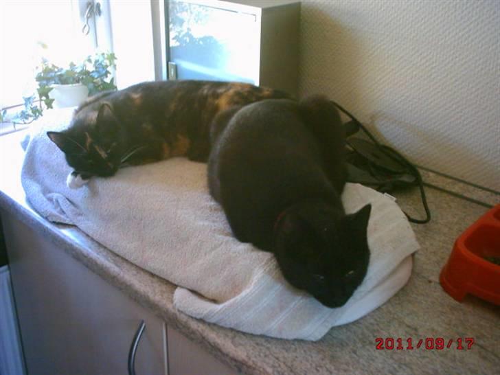 Huskat Rasmus billede 4