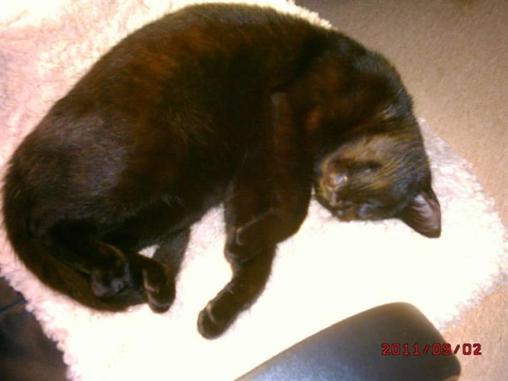 Huskat Rasmus billede 5