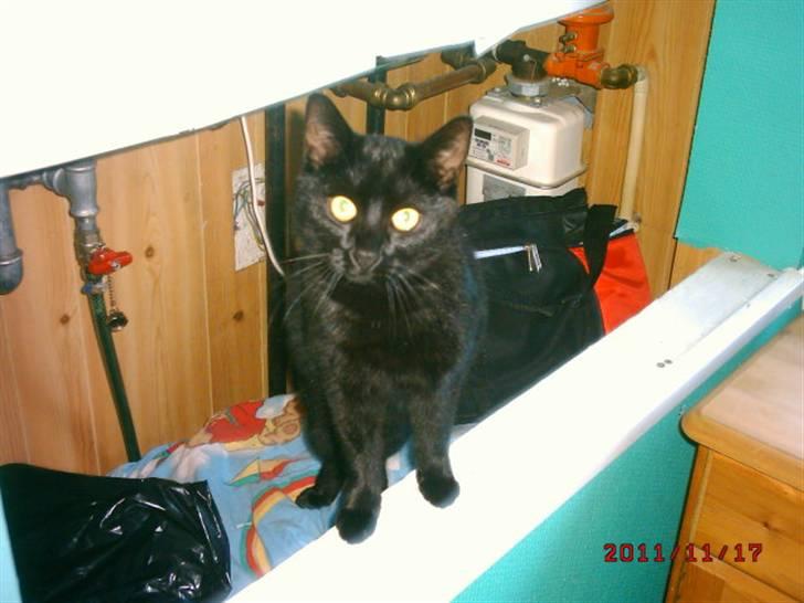 Huskat Rasmus billede 6