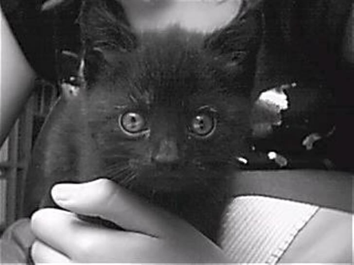 Blanding af racer Marie - Se engang hvor lille jeg er :). Jeg kan ligge i 2 hænder, så lille er jeg. Jeg elsker at ligge i dit skød og bare spinde når du kæler for min bløde pels. Jeg er en rigtig lille ultot, når mit pels stritter :D. billede 1