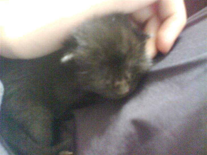 Blanding af racer Marie - Mig som lille bitte :P<3 billede 2