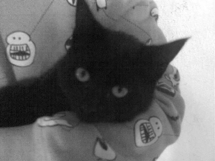 Blanding af racer Marie - Dejligt at ligge at bliver nusset af min ejer (;<3 billede 3