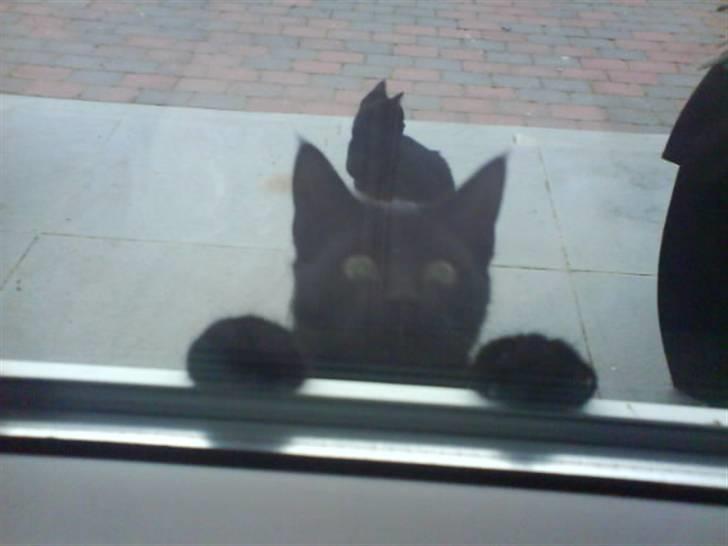 Blanding af racer Marie - Kuk kuk.. Hvorfor må jeg ikke se min julegave? billede 4