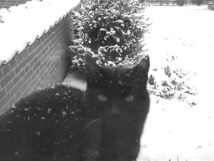 Blanding af racer Marie - Sne-vejr (: billede 5