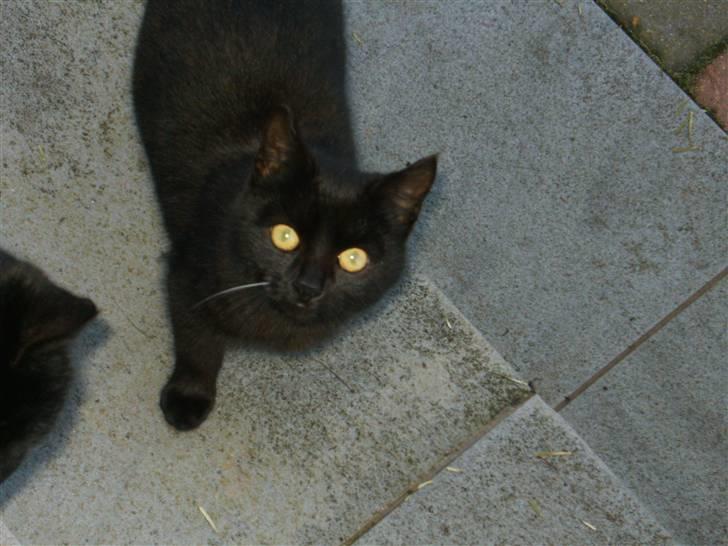 Blanding af racer Marie - Hit med den fisk :D<3 billede 6