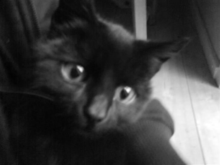 Blanding af racer Marie - Hihi, ej hvor hyggeligt  billede 7