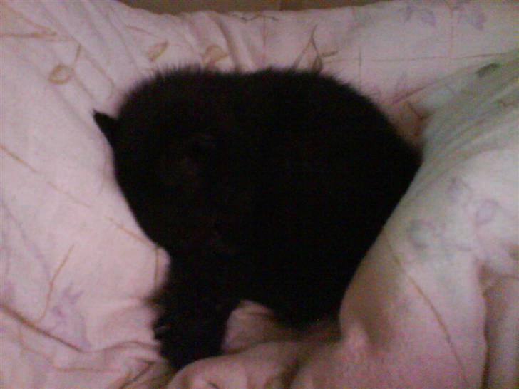 Blanding af racer Marie - Ahh, dejlig dyne ! billede 8