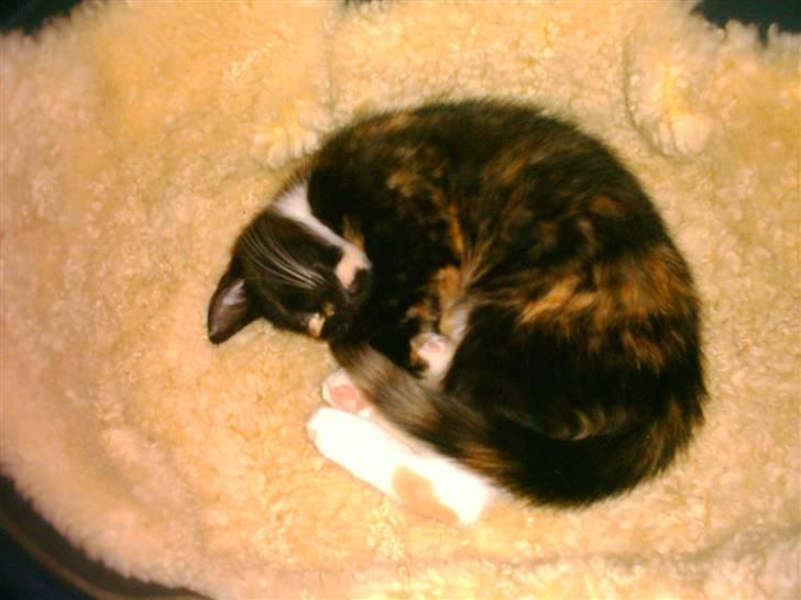 Huskat Mille billede 1