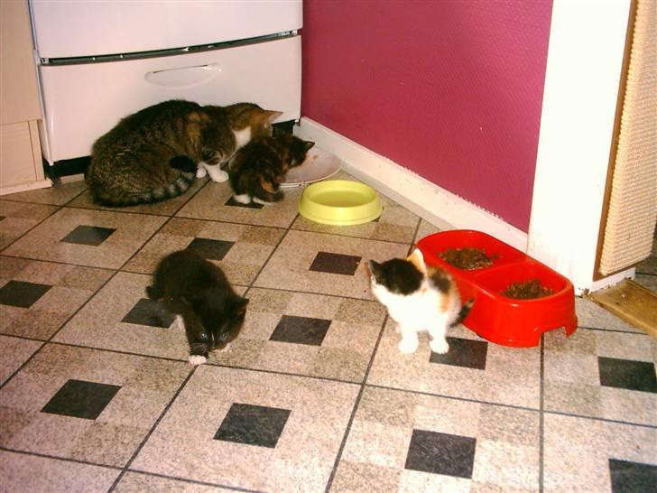 Huskat Mille billede 2