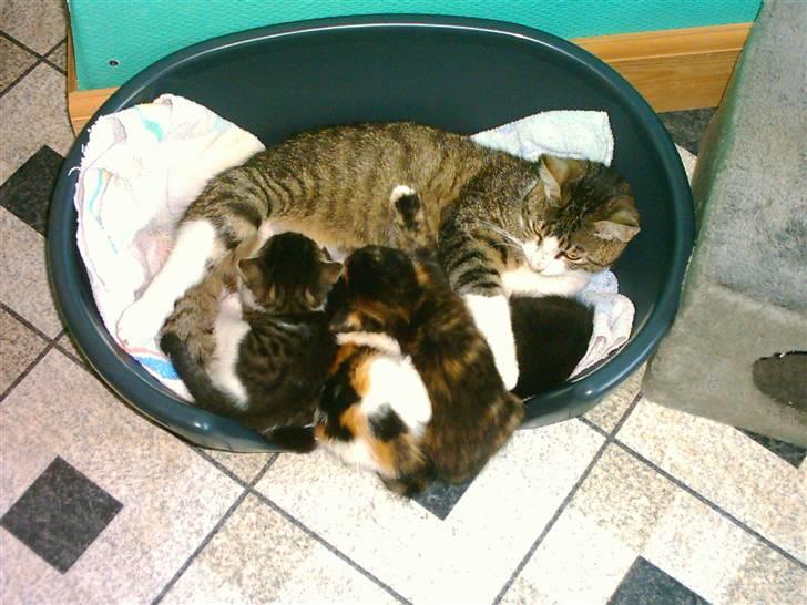 Huskat Mille billede 3