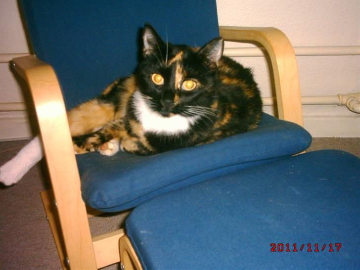 Huskat Mille billede 4