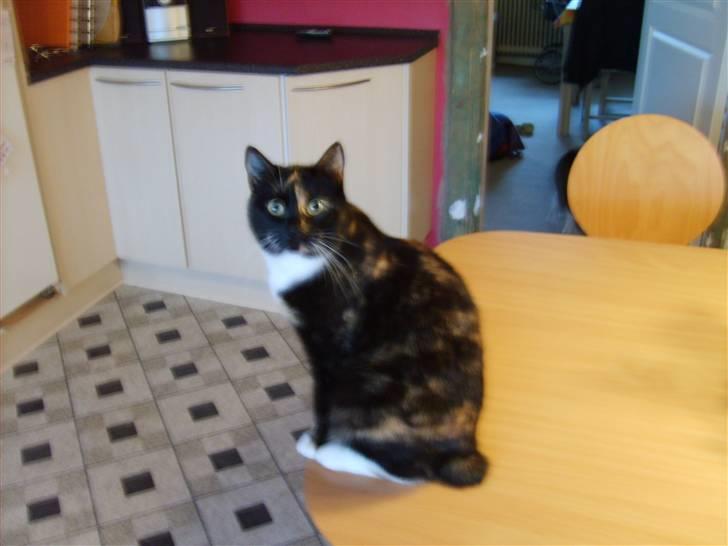 Huskat Mille billede 5