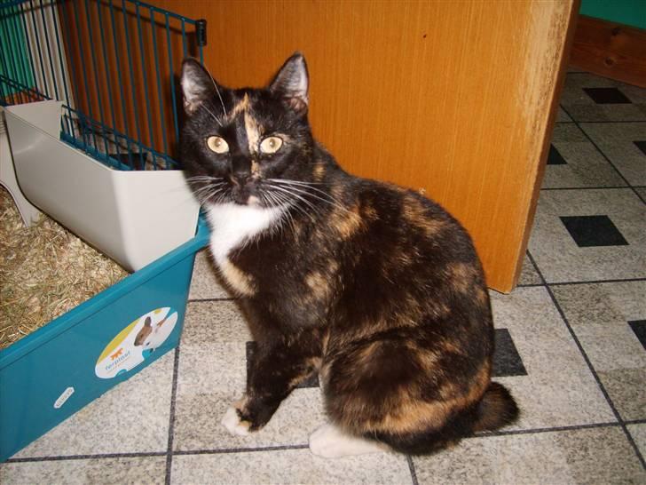 Huskat Mille billede 6