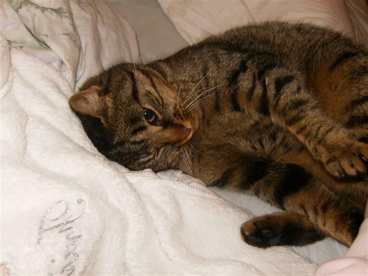 Blanding af racer Berta - Ahh, dejlig blød dyne :D billede 1